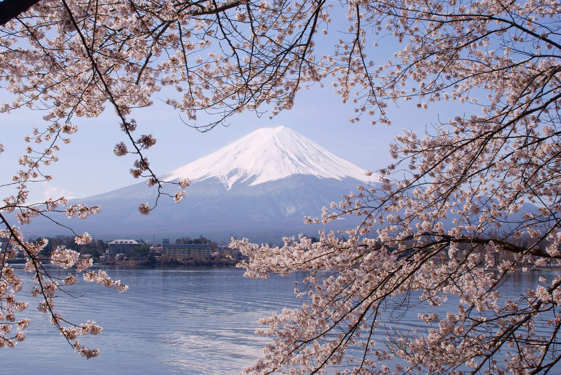 Mount Fuji behind cherry blossom over Lake Kawaguchiko, Japan